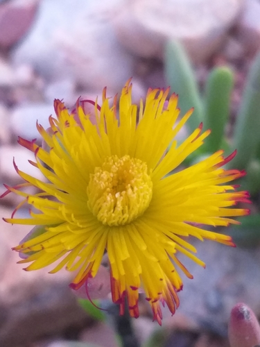 Image of Hereroa aspera by (c) kevin koen, some rights reserved (CC BY-SA)