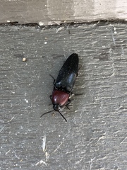 Parallelostethus attenuatus