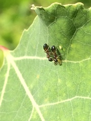 Dolichoderus pustulatus