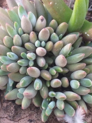 Cotyledon papillaris