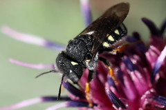 Pseudoanthidium nanum