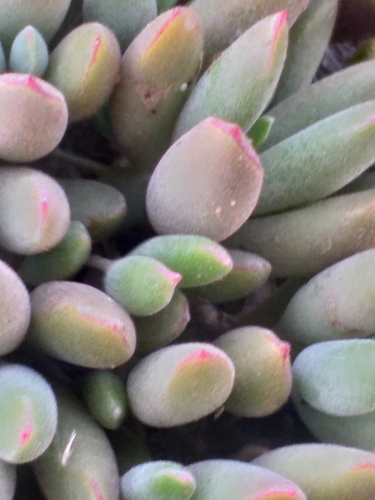 Cotyledon papillaris