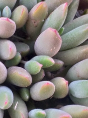 Cotyledon papillaris