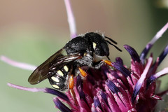 Pseudoanthidium nanum