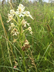 Platanthera leucophaea