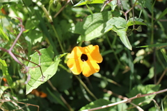 Thunbergia alata image