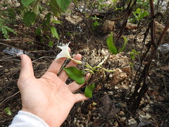 Echites yucatanensis