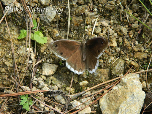 White-edged Rock Brown