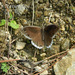 White-edged Rock Brown - Photo (c) 112602805110920073392, some rights reserved (CC BY-NC-SA), uploaded by 112602805110920073392