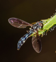 Pelecinobaccha costata