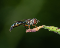 Pelecinobaccha costata