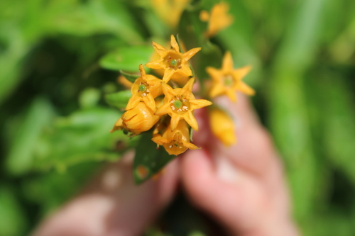 Image of Cestrum aurantiacum by no rights reserved