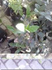 Magnoliopsida