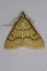 Helvibotys helvialis