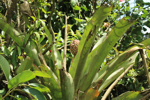 Image of Aechmea mariae by no rights reserved