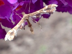 Geina periscelidactylus