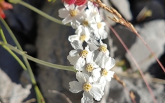 Achillea clavennae