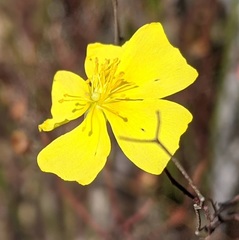 Crocanthemum aldersonii