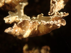 Sticta sublimbata