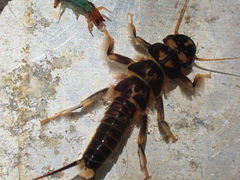 Hesperoperla pacifica