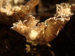 Sticta sublimbata