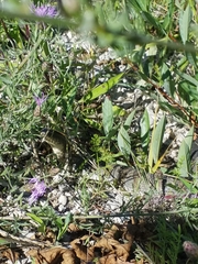 Nerodia sipedon