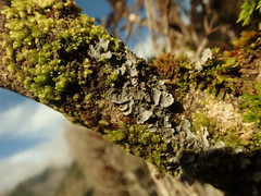 Degelia duplomarginata