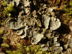 Degelia duplomarginata