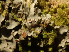 Degelia duplomarginata