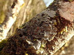 Degelia duplomarginata