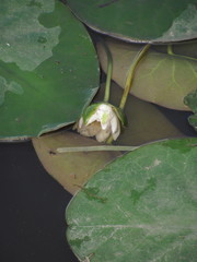 Nymphaea candida