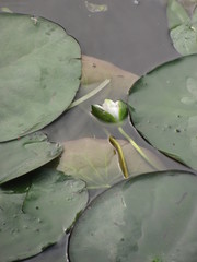 Nymphaea candida