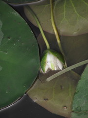 Nymphaea candida