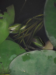 Nymphaea candida