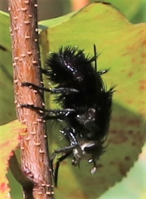 Juriniopsis adusta image