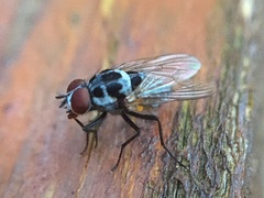 Anthomyia pluvialis