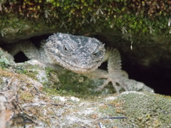 Xenosaurus platyceps