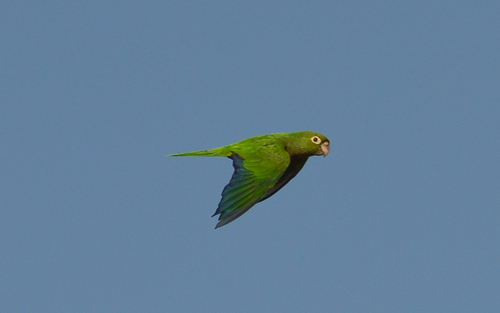 Olive-throated Parakeet