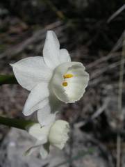 Narcissus dubius