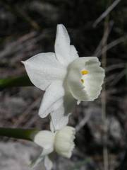 Narcissus dubius