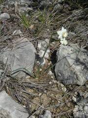 Narcissus dubius
