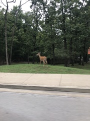 Odocoileus virginianus macrourus