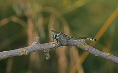 Gomphus schneiderii