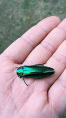 Chrysochroa fulgidissima