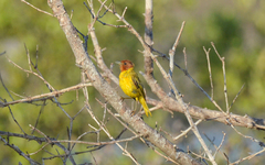 Setophaga petechia bryanti