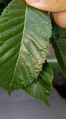 Stigmella multispicata
