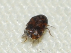 Trogoderma sternale sternale