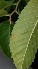 Stigmella multispicata