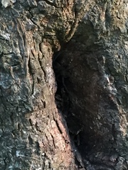 Dolomedes tenebrosus