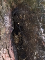 Dolomedes tenebrosus